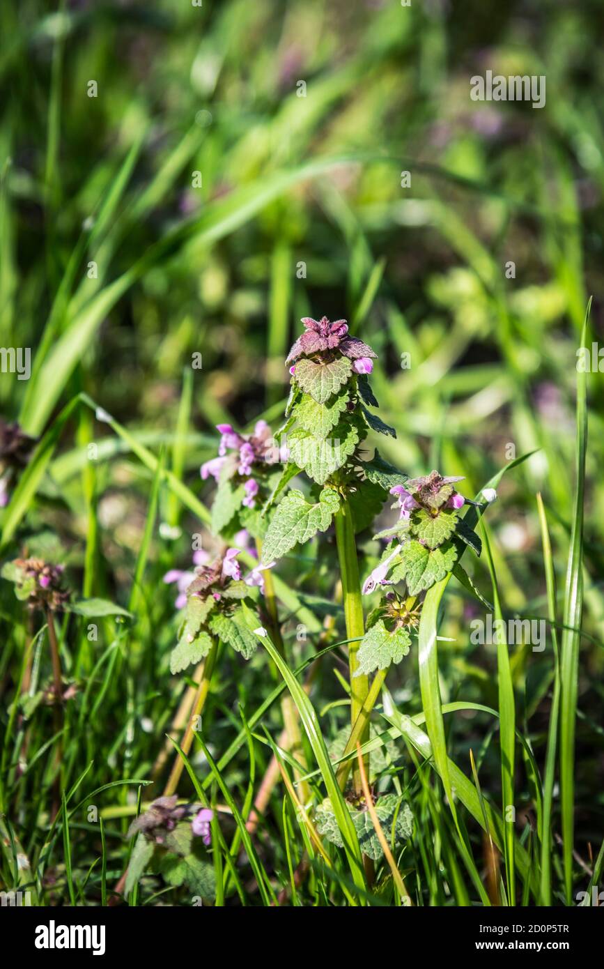 Lamium maculatum Banque D'Images