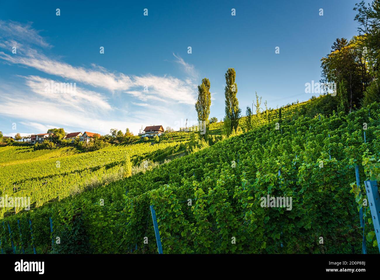 Styrian Toscane Vineyard en automne près de Weingut Regele à Ewitsch. Banque D'Images