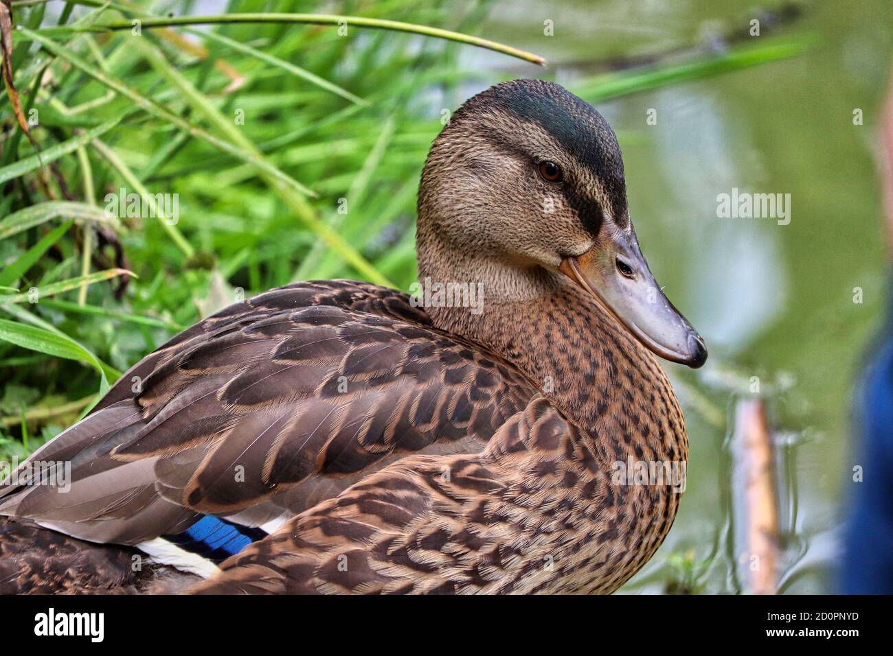 Canard dans un parc Banque D'Images
