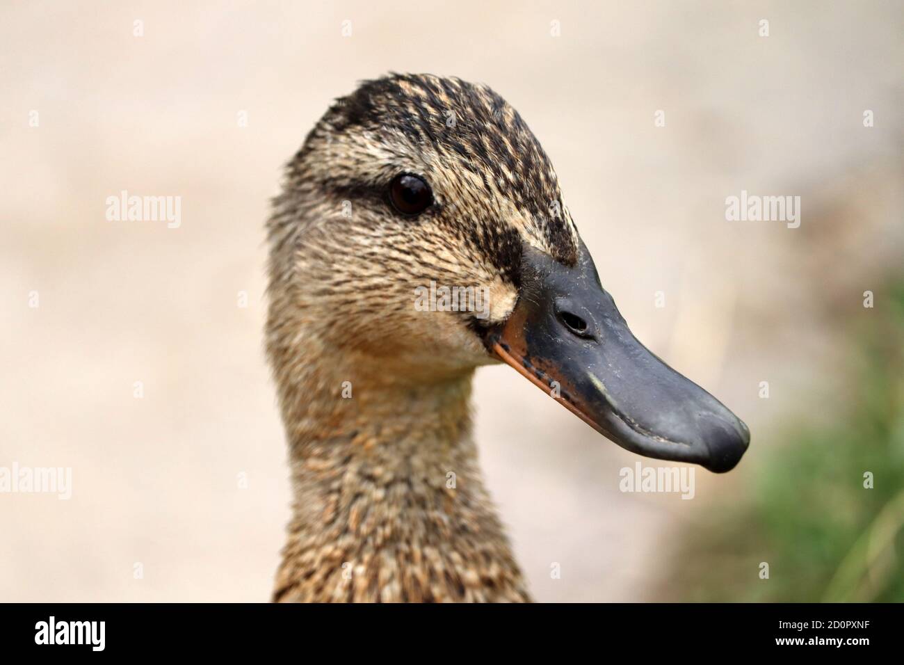 Canard dans un parc Banque D'Images