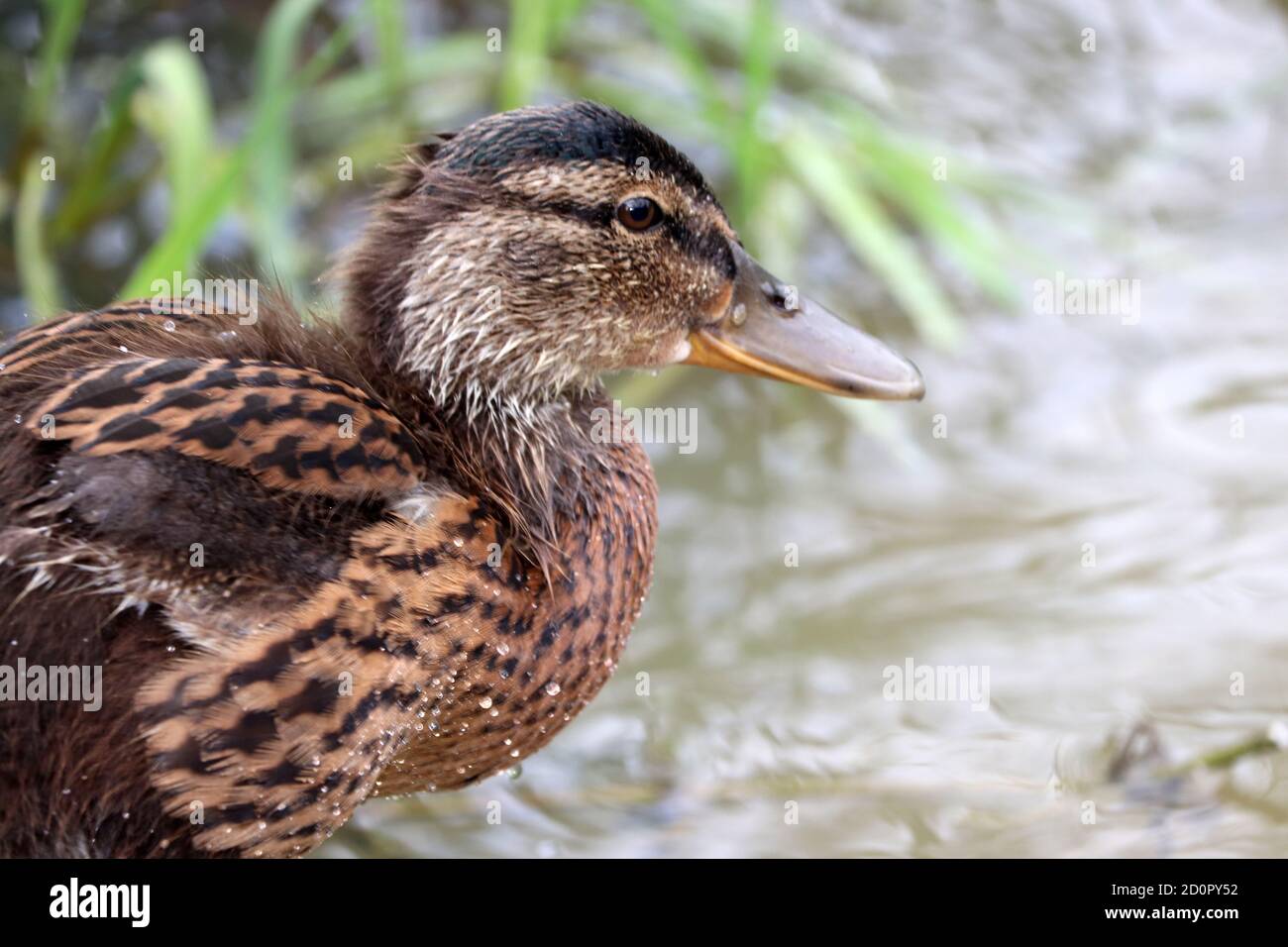 Canard dans un parc Banque D'Images