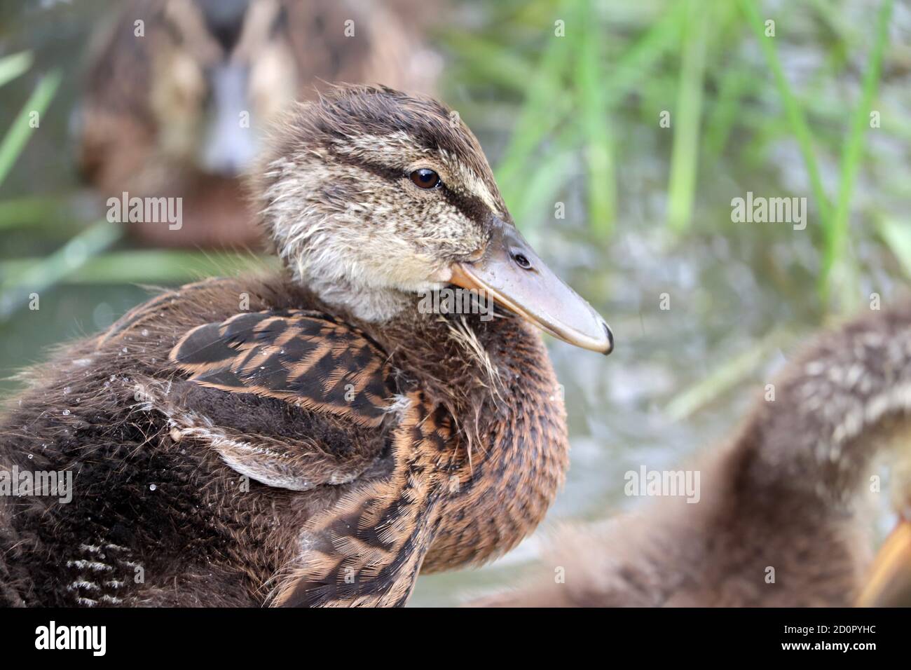 Canard dans un parc Banque D'Images