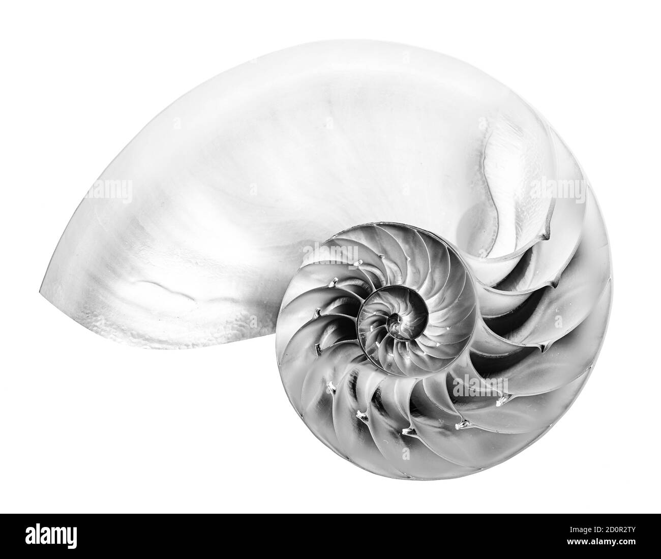 La photo détaillée en noir et blanc d'une coquille de moitié d'un nautilus chambé (Nautilus pompilius) montre un magnifique motif en spirale. Isolé sur blanc Banque D'Images