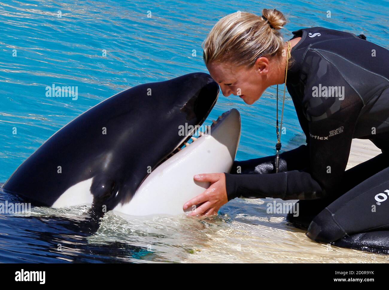 Amy Walton, animalière, joue avec Moana, une orque de 16 mois, dans le parc  aquatique Marineland d'Antibes le 31 juillet 2012. Watson est le seul  entraîneur de Moana, un homme qui mesure
