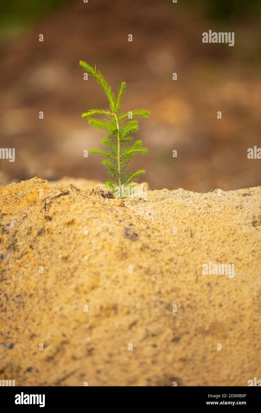 Reboisement après coupe à blanc , petite plantation d'épinette d'Europe ( picea abies ) plantée sur un sol sablonneux à l'été, en Finlande Banque D'Images