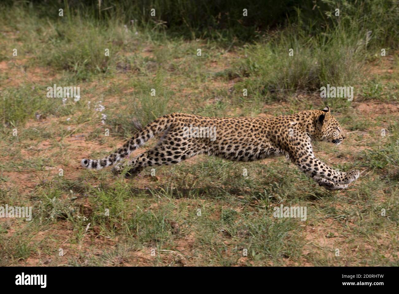 Léopard, Panthera pardus, âgé de 4 mois Cub tournant, Namibie Banque D'Images