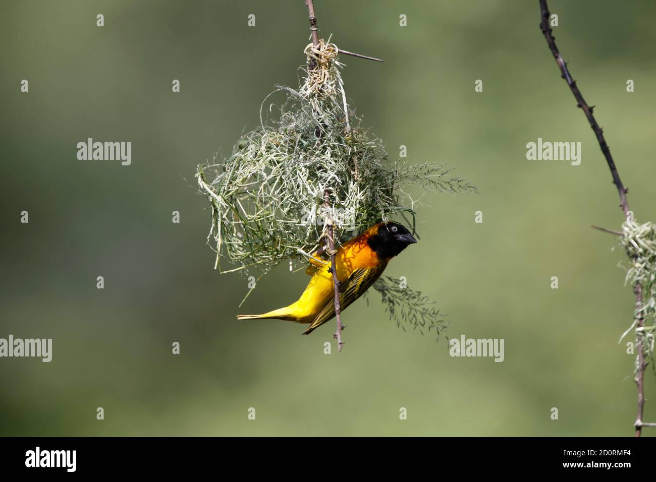 Speke's Weaver ploceus spekei, homme travaillant sur son nid, Bogoria Park au Kenya Banque D'Images