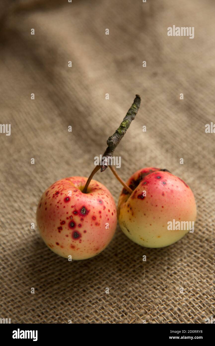 Deux pommes qui ont été cueillies à partir d'arbres qui poussent le long de l'A303 dans le Somerset. Il y a des préoccupations que lancer des noyaux de pomme de fenêtres de voiture est permis Banque D'Images