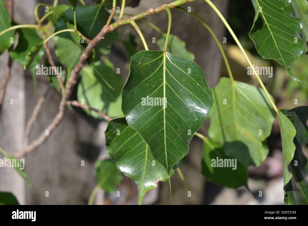 Ficus religiosa ou figues sacrées est une espèce de figues indigène au sous-continent indien. Plantes et feuilles. Banque D'Images