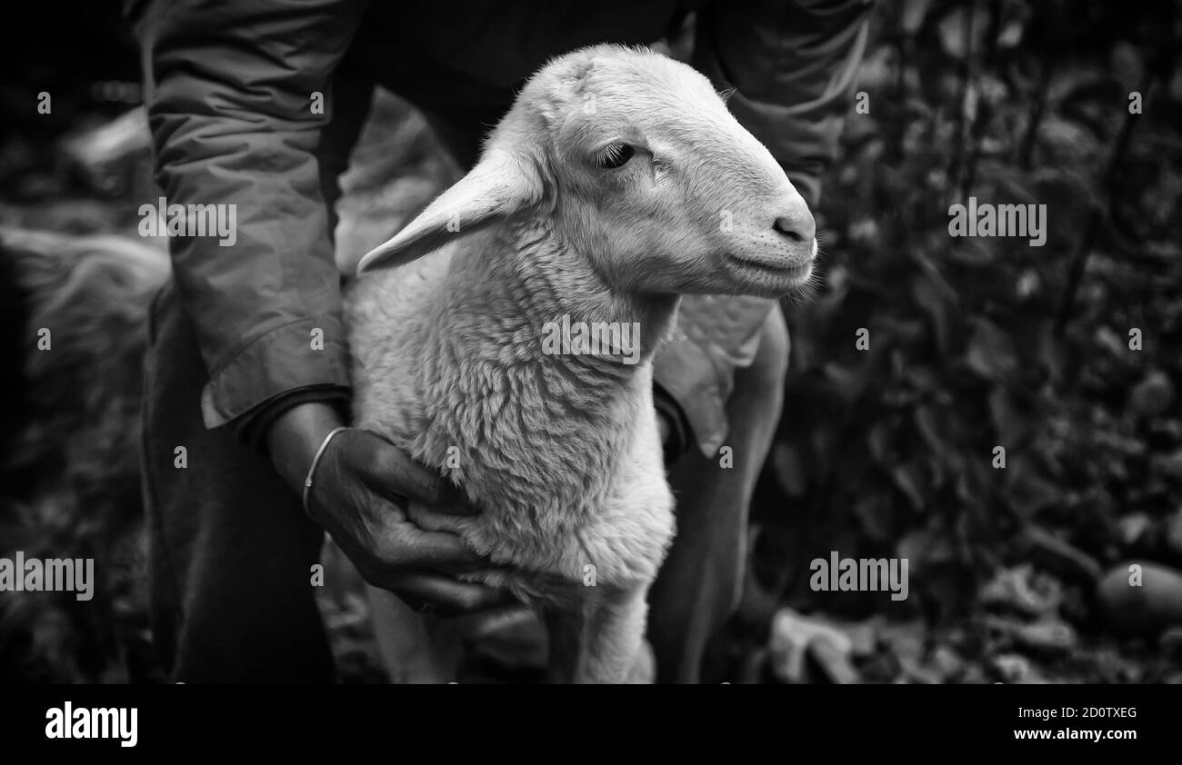 Animal de ferme d'agneau blanc, nature Banque D'Images