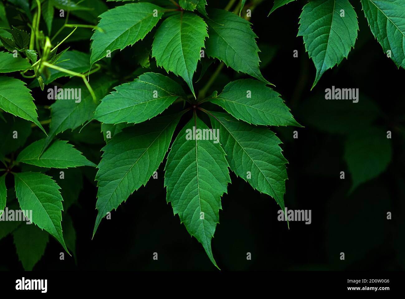 Les feuilles vertes du super-réducteur de Virginie (Parthenocissus quinquefolia) se rapprochent Banque D'Images