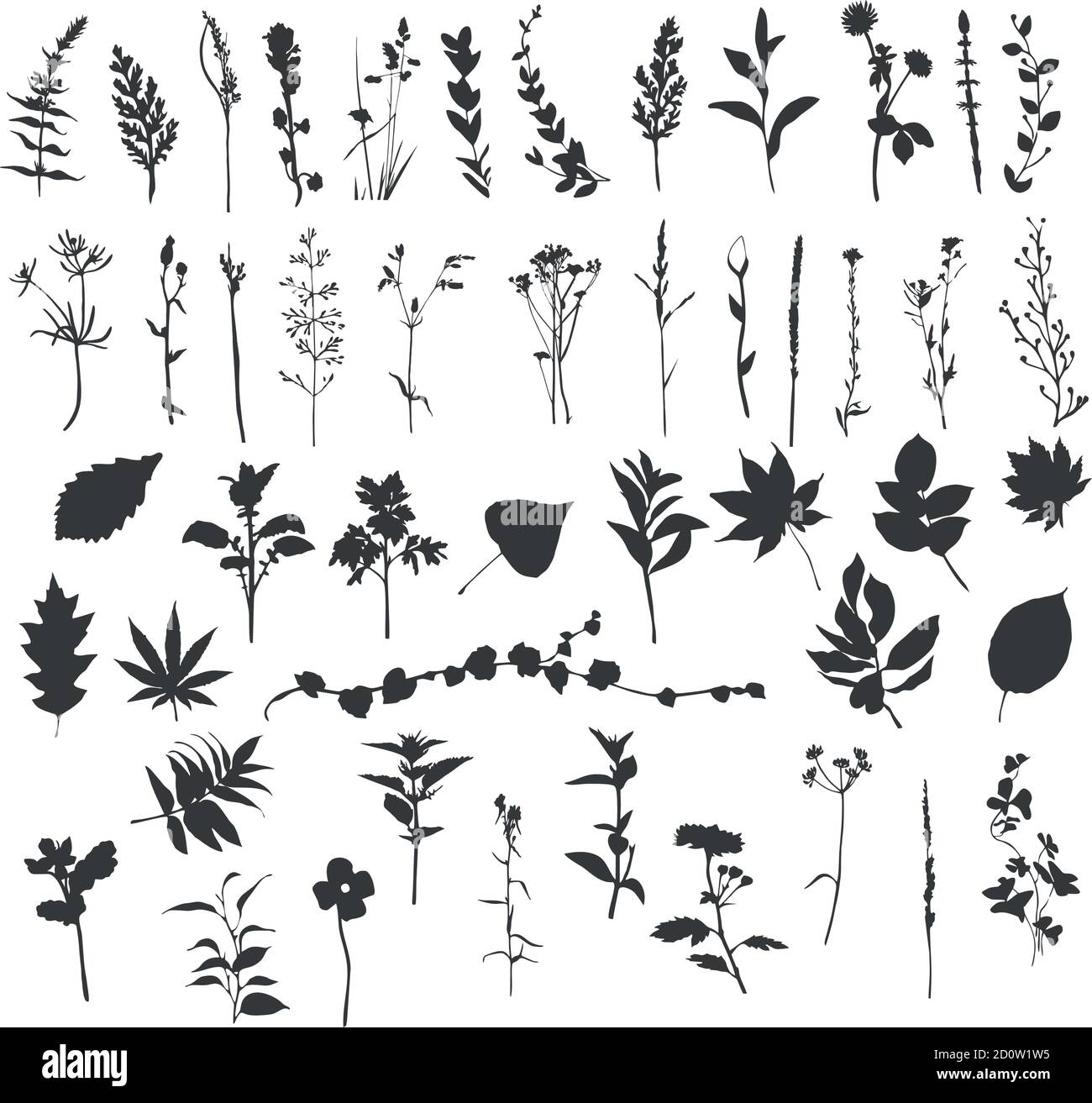 Silhouette de plantes ornementales du champ Illustration de Vecteur
