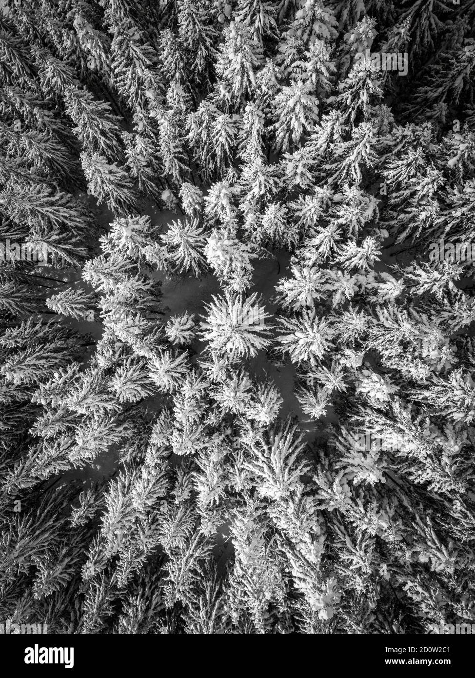 Vue aérienne, forêt d'épicéa en hiver, Autriche, Europe Banque D'Images
