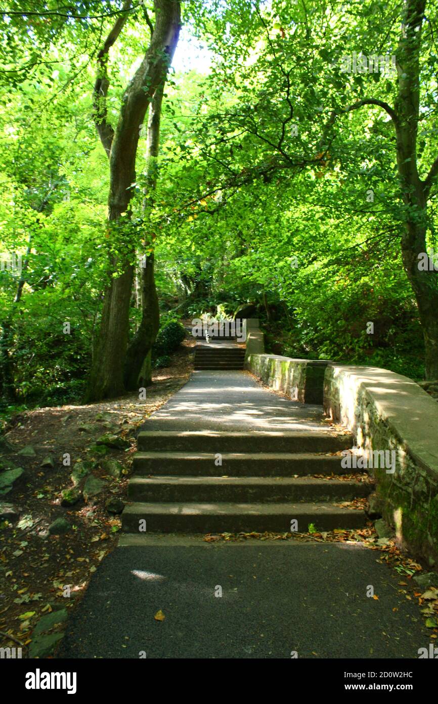 Chemin secret à travers la forêt près de Dublin, Irlande Banque D'Images