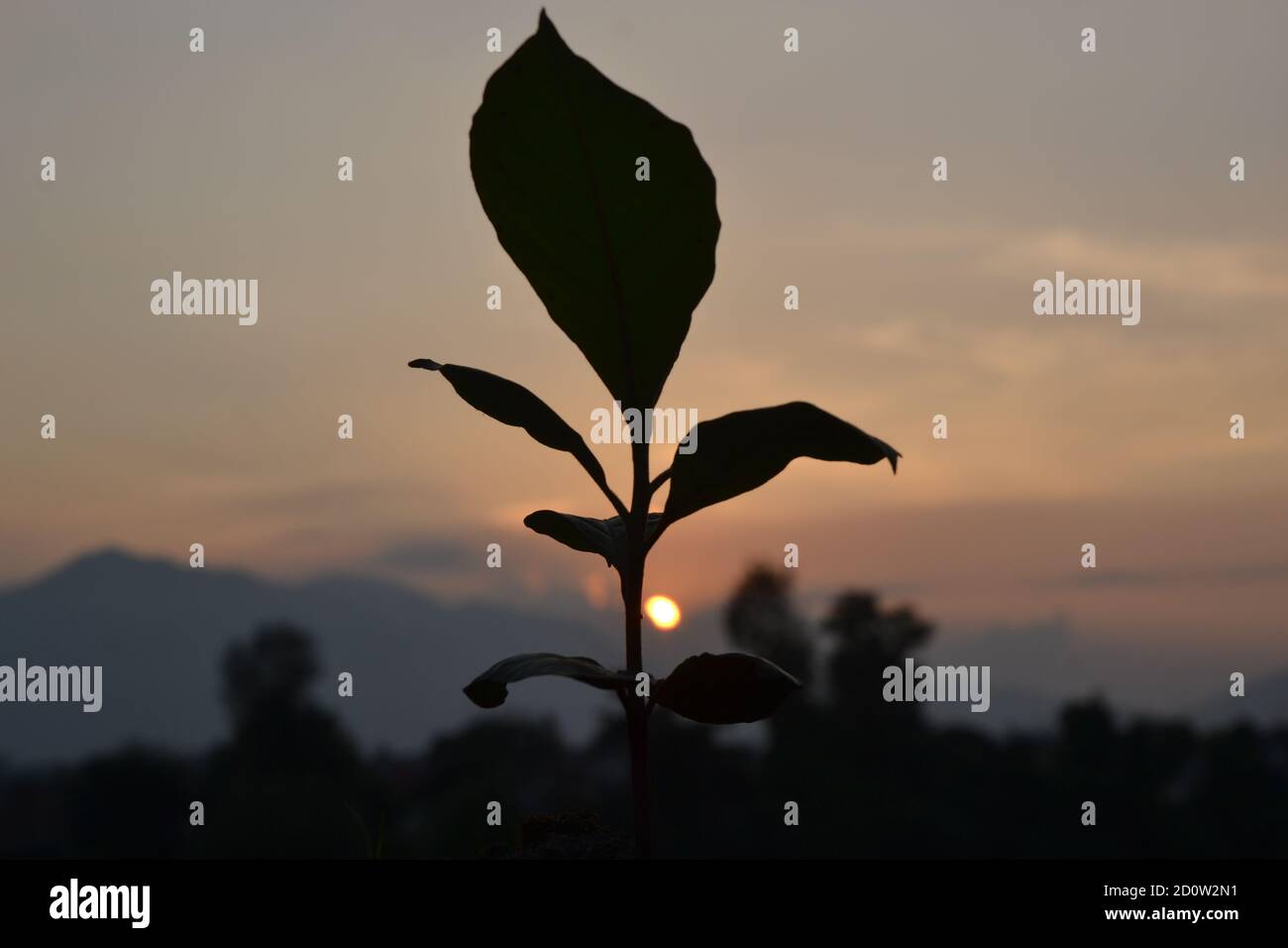 Semis d'amande indienne. Banque D'Images
