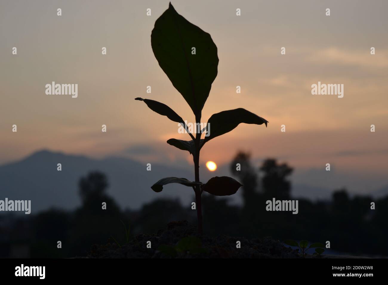 Semis d'amande indienne. Banque D'Images
