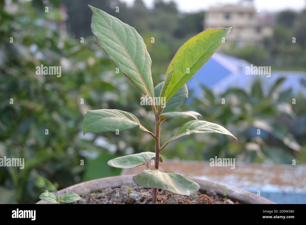 Semis d'amande indienne. Banque D'Images