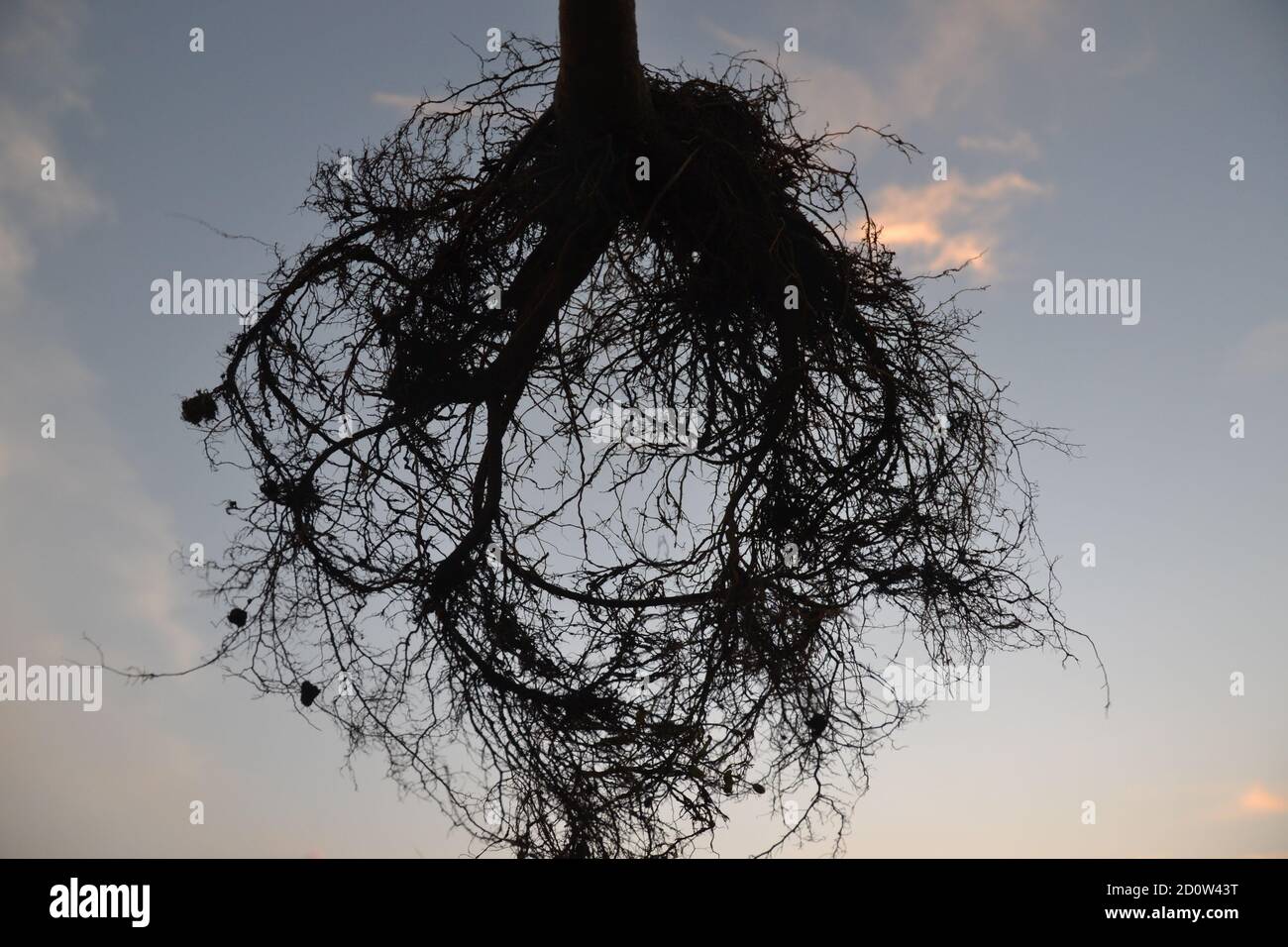 racines d'une plante dans l'air. Banque D'Images
