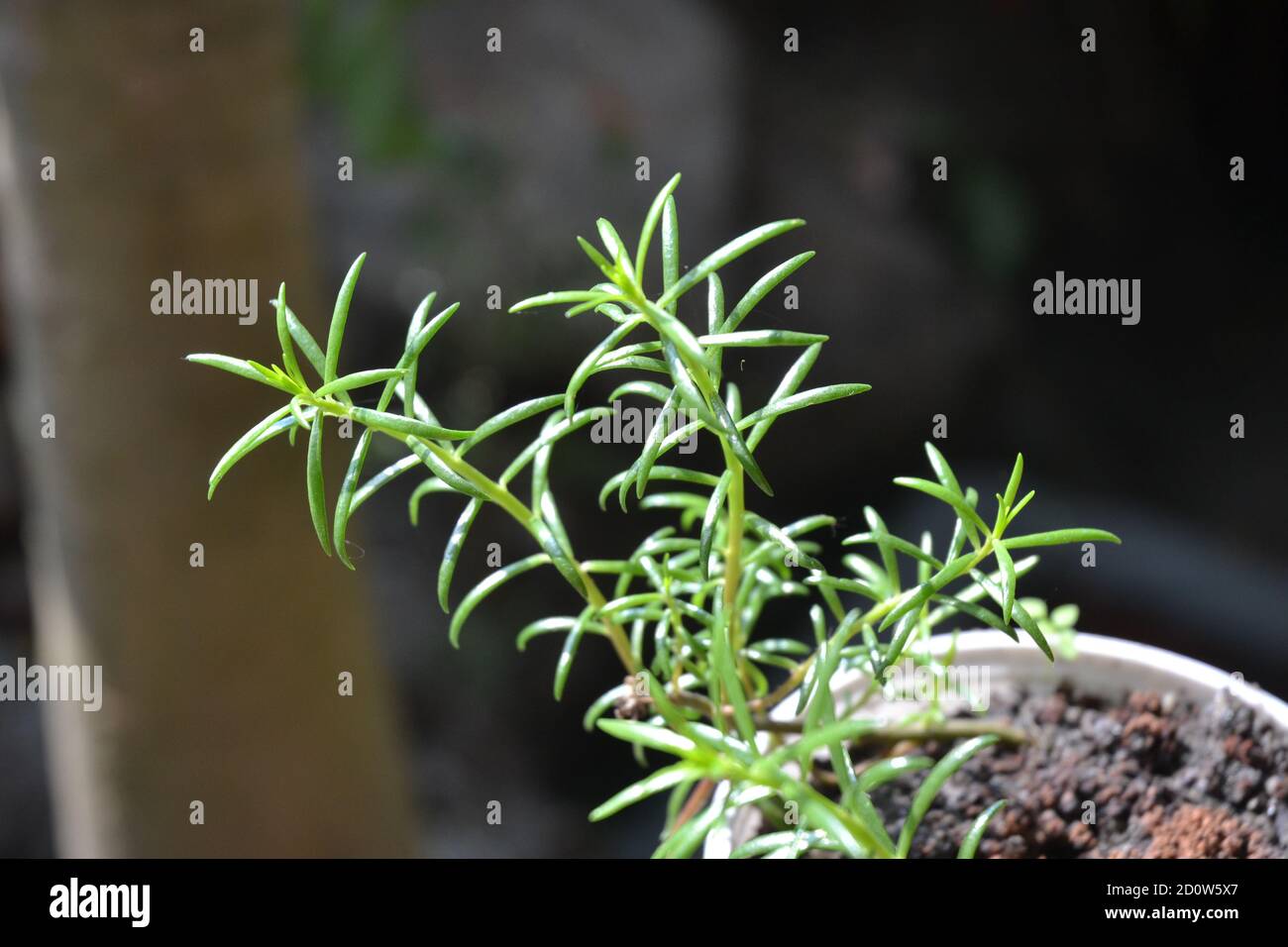 Plantes à fleurs vertes en pot de fleurs. Banque D'Images