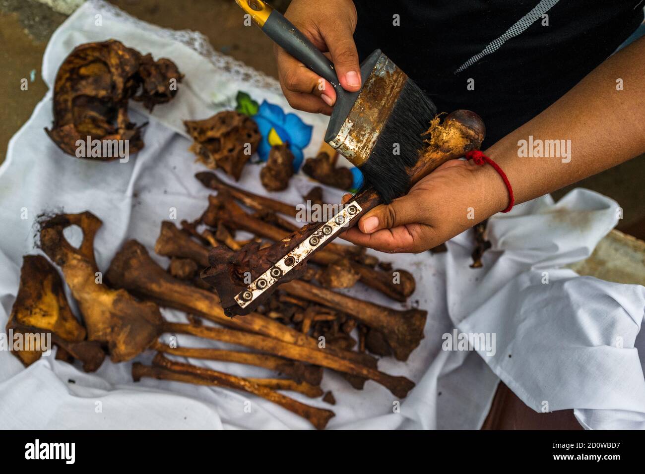 Un maya nettoie un os séché, avec une plaque de titane attachée, pendant le rituel de nettoyage des os au cimetière de Pomuch, Mexique. Banque D'Images