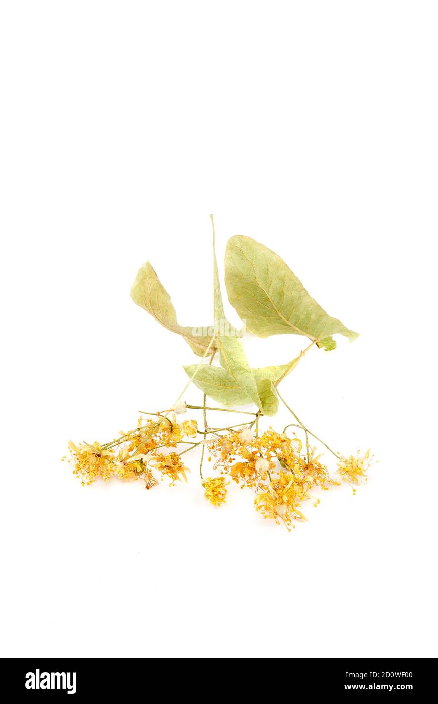 Fleurs de linden sèches isolées sur fond blanc. Banque D'Images