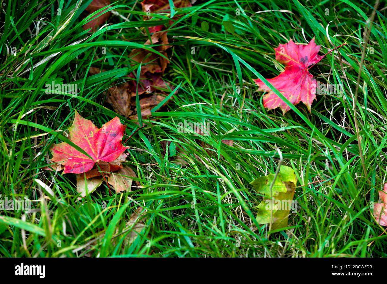 Signes d'automne, deux feuilles d'érable rouge tombées sur l'herbe verte, signes d'automne, l'automne arrive, parfait pour accueillir la saison Banque D'Images