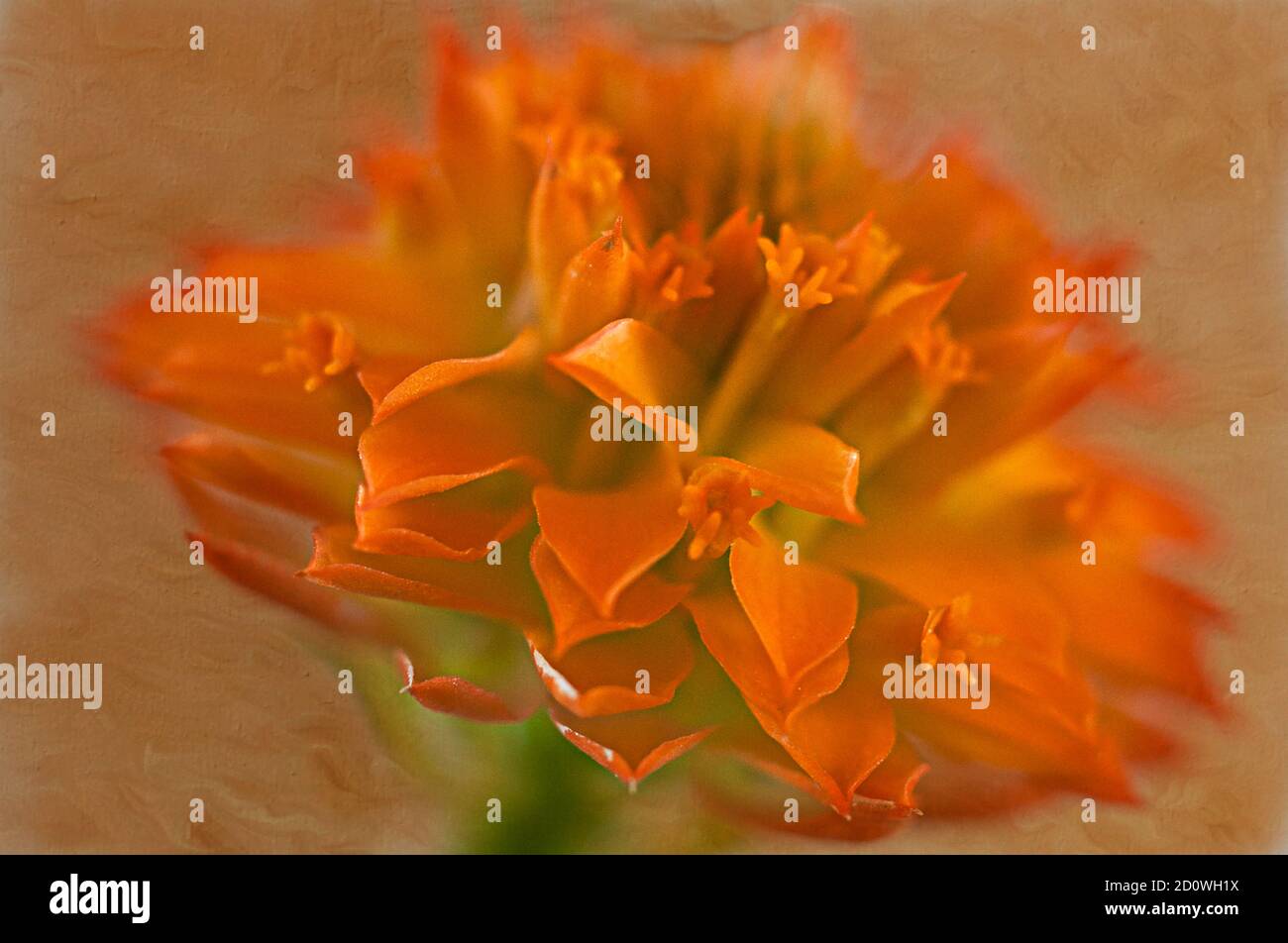 Une fleur de Milkwort orange en Caroline du Sud avec texture de fond. Banque D'Images
