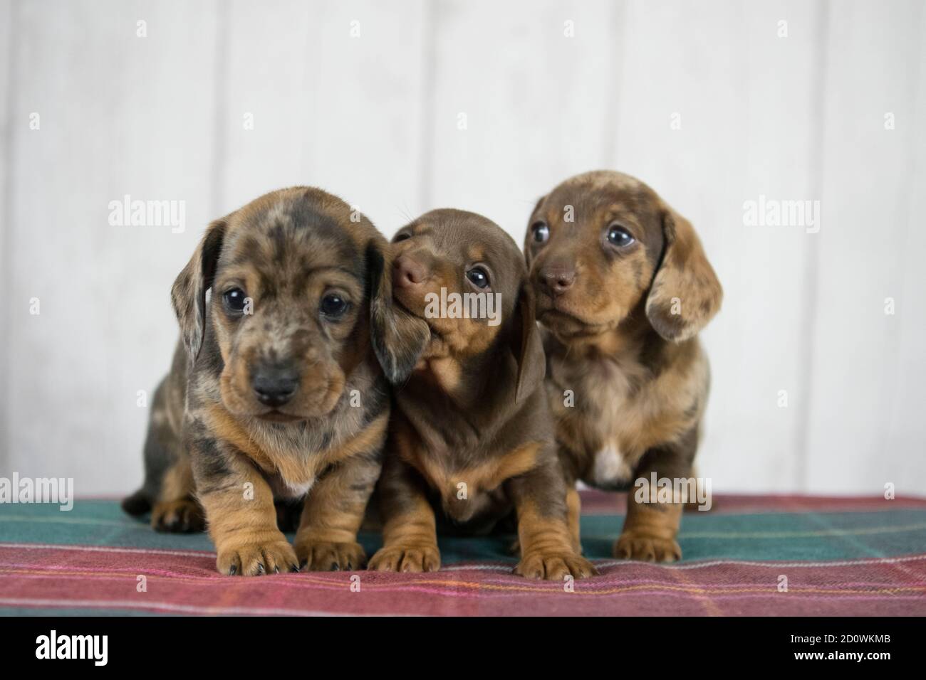 3 chiots de dachshund, jouer , un chiot mastiquer frères oreille Banque D'Images