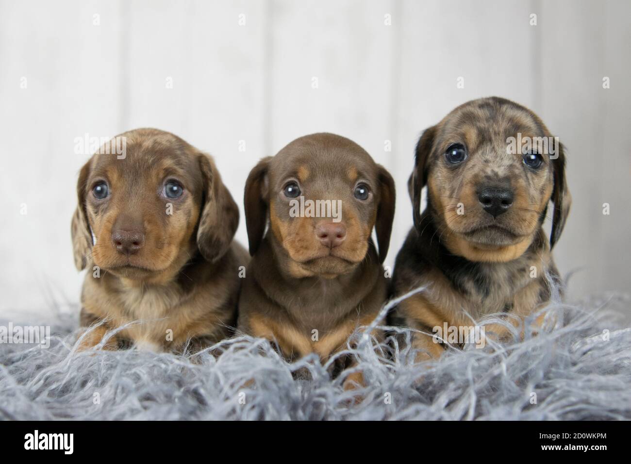 3 chiots de dachshund Banque D'Images