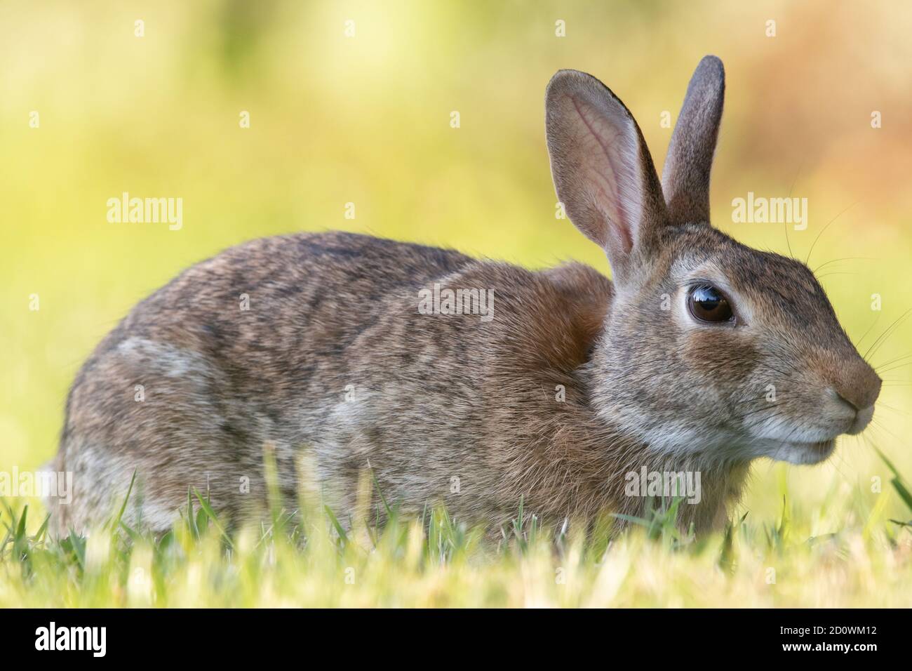 Un lapin sauvage dans l'herbe de la pelouse. Banque D'Images