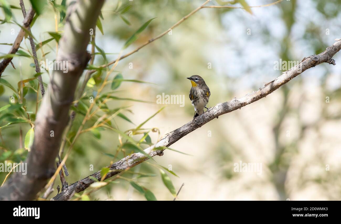 Paruline à rumissement jaune adulte de la sous-espèce Audubon (Setophaga auduboni auduboni) Perchée sur un limbe d'arbre pendant la migration dans le Colorado Banque D'Images
