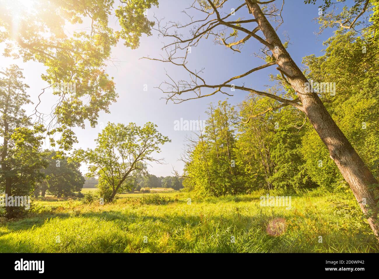 Arbres et prairies verdoyantes dans un magnifique parc paysagé (Jenischpark) à Hambourg, Allemagne avec des reflets de lentille pittoresques Banque D'Images