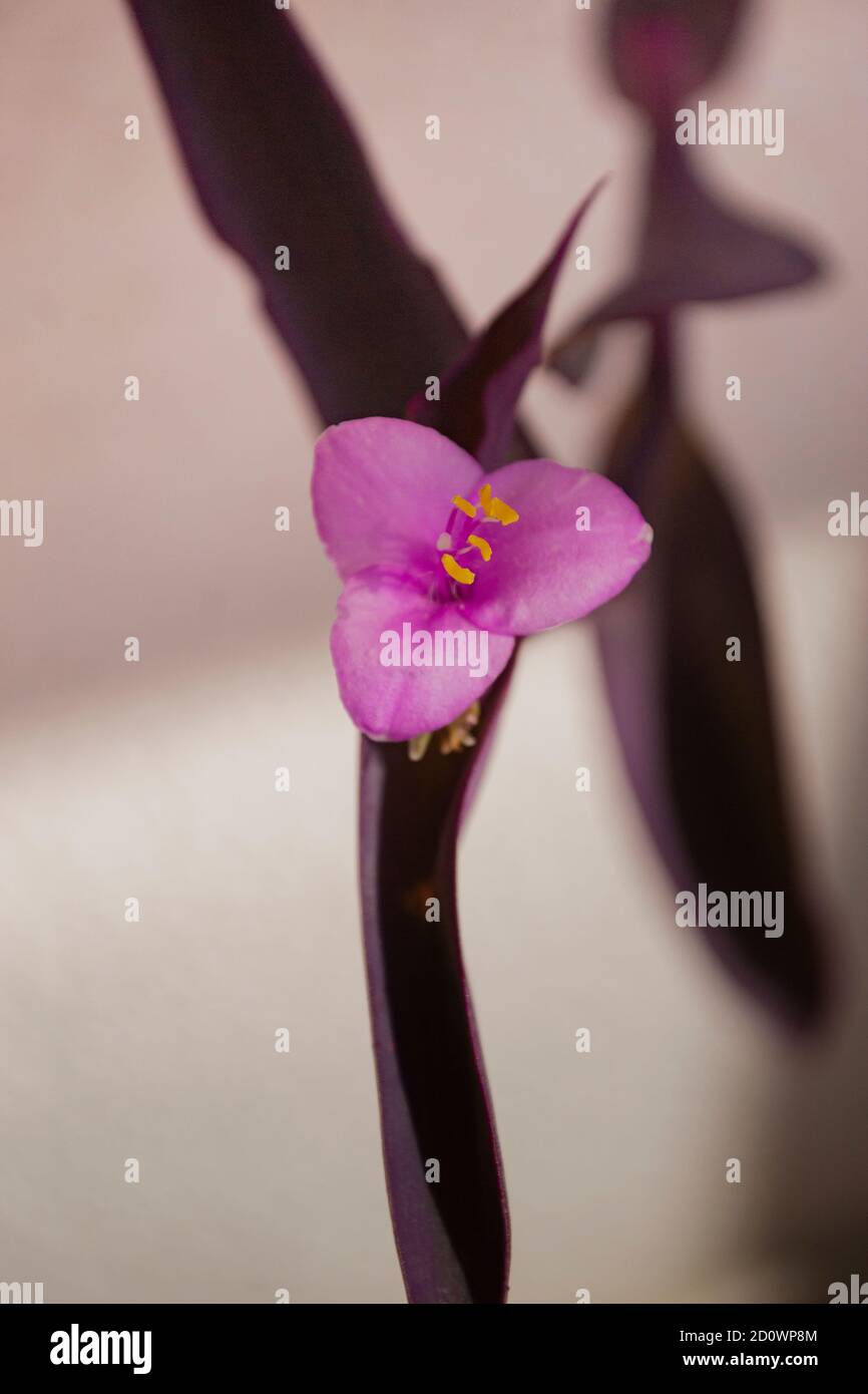 Fleur de reine pourpre Tradescantia pallida Banque D'Images