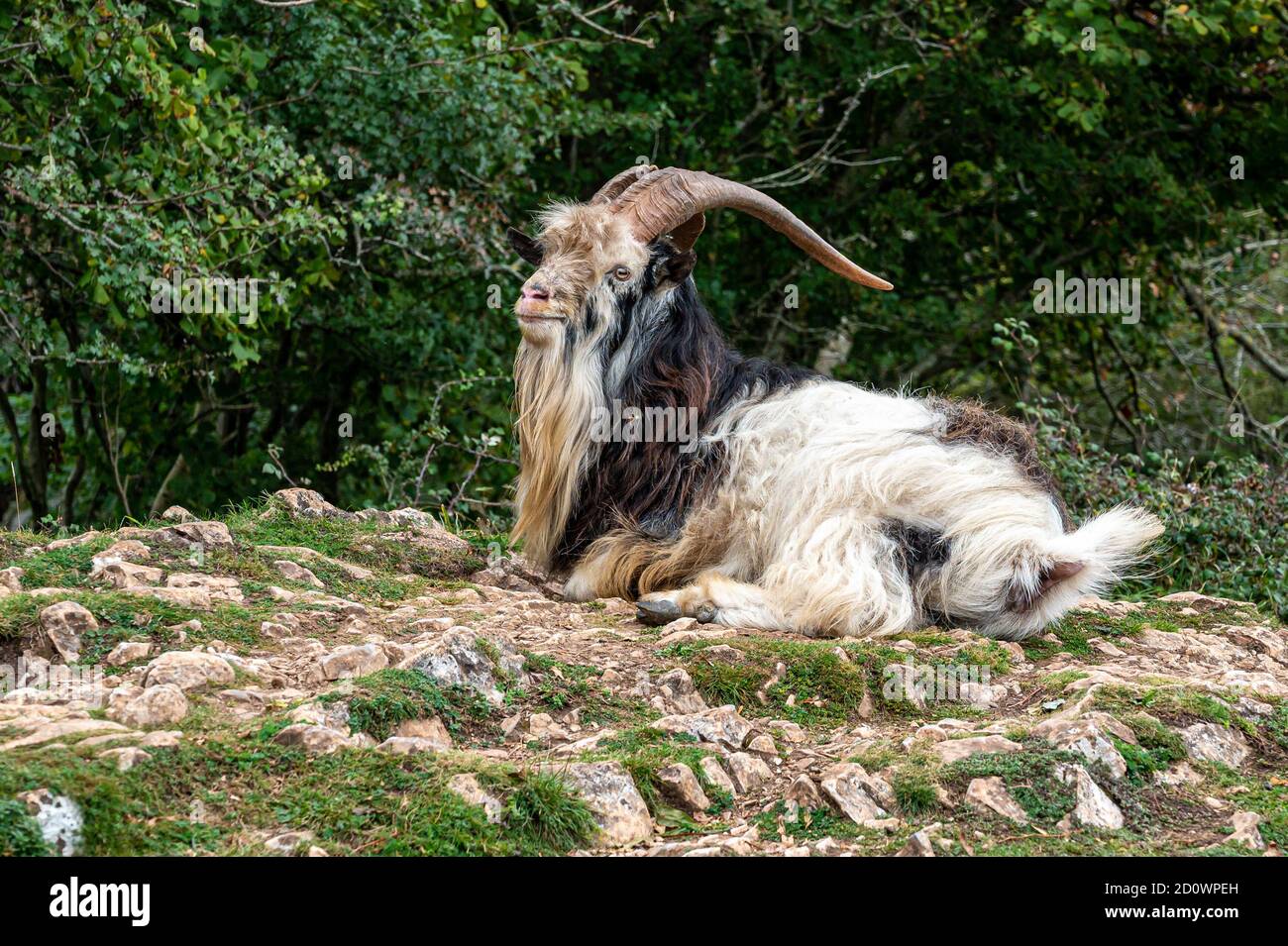 Goat sauvage de la mère primitive britannique dans les collines de Mendip, Somerset Banque D'Images