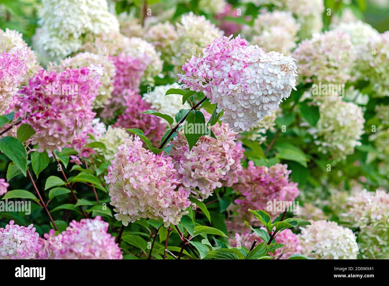 Fleur Hydrangea paniculata Vanille Faise aux fleurs roses et blanches Banque D'Images