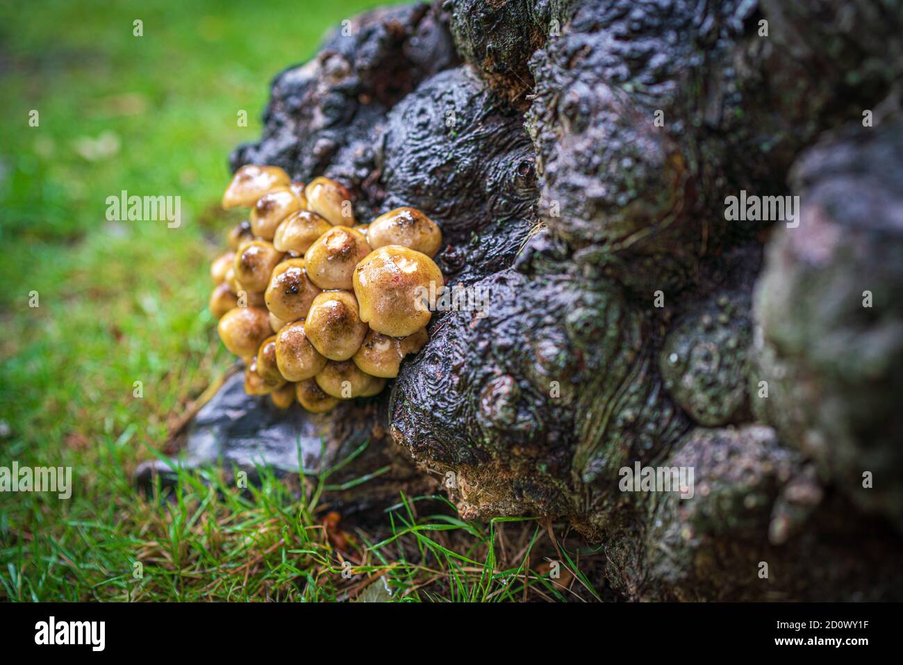 Champignons de Tuft de soufre non comestibles, champignons et tabourets, risque de confusion, automnal, jaune, jaunes, champignon miel-beige-brun miel, racines. Banque D'Images