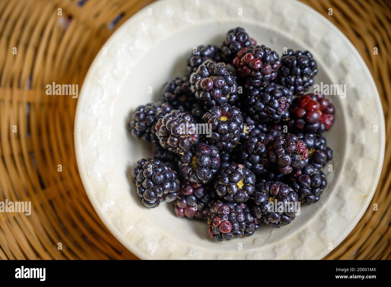 Mûres (Rubus) attendant d'être mangées de bol, Fallston, MD Banque D'Images