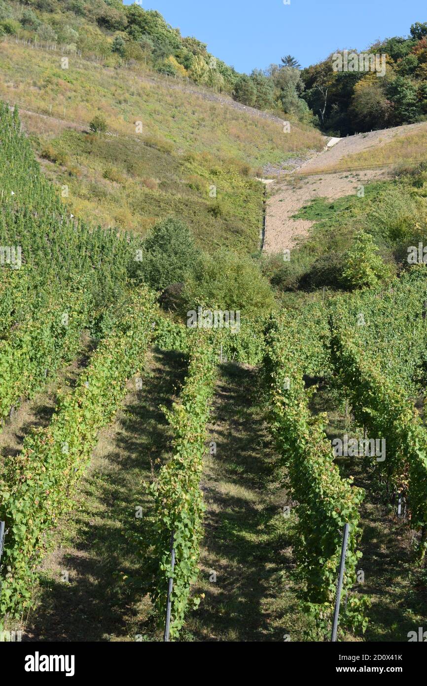 Vignobles escarpés à la Moselle près de Reil Banque D'Images
