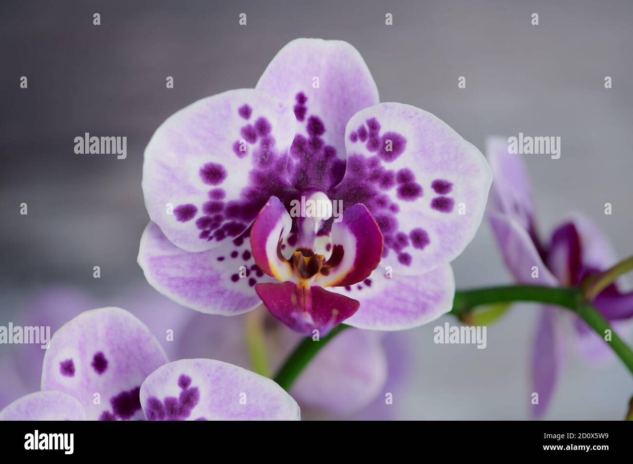 orchidée papillon violet avec points, macro photo devant un fond gris Banque D'Images