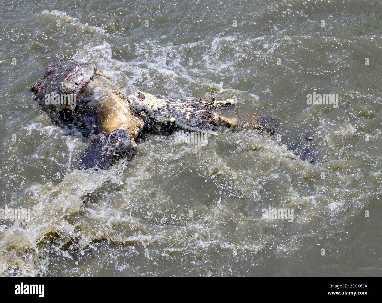 Les crocodiles dans l'eau se battent pour la nourriture. Banque D'Images