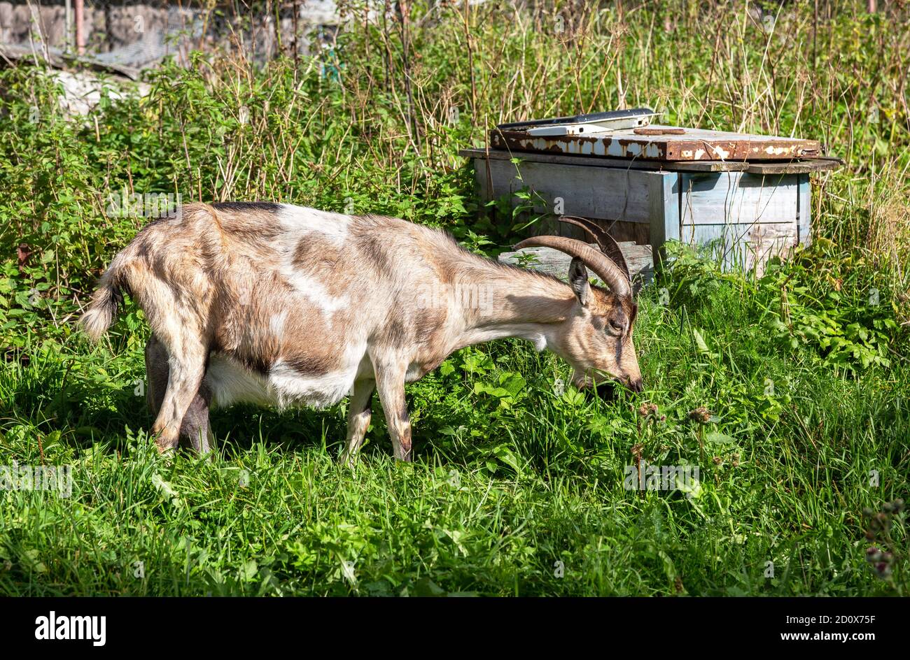 Grande chèvre au village marchant sur l'herbe dedans l'été Banque D'Images