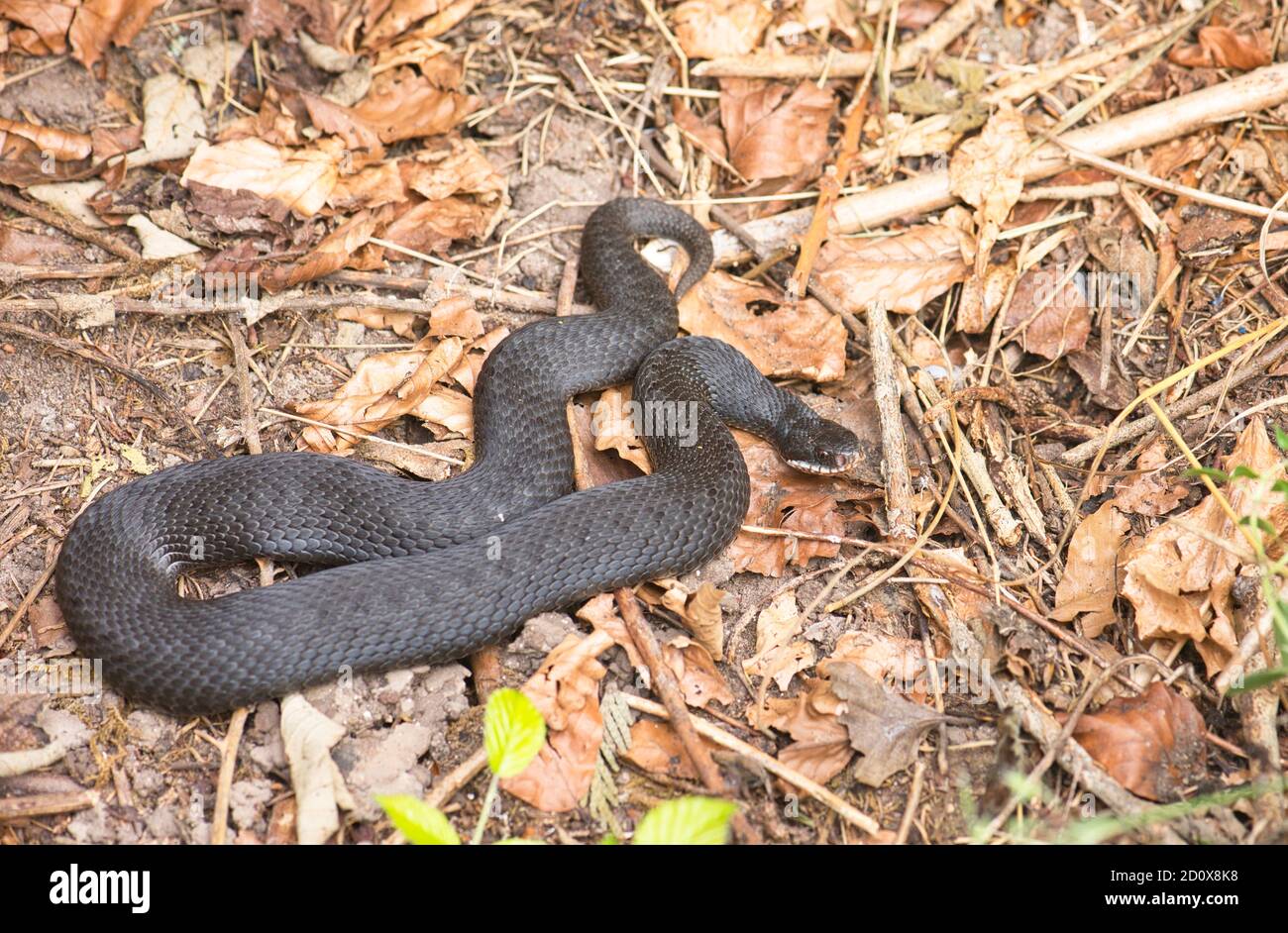 Adder (Vipera berus), un individu mélaniste, également connu comme un additionneur noir. Banque D'Images