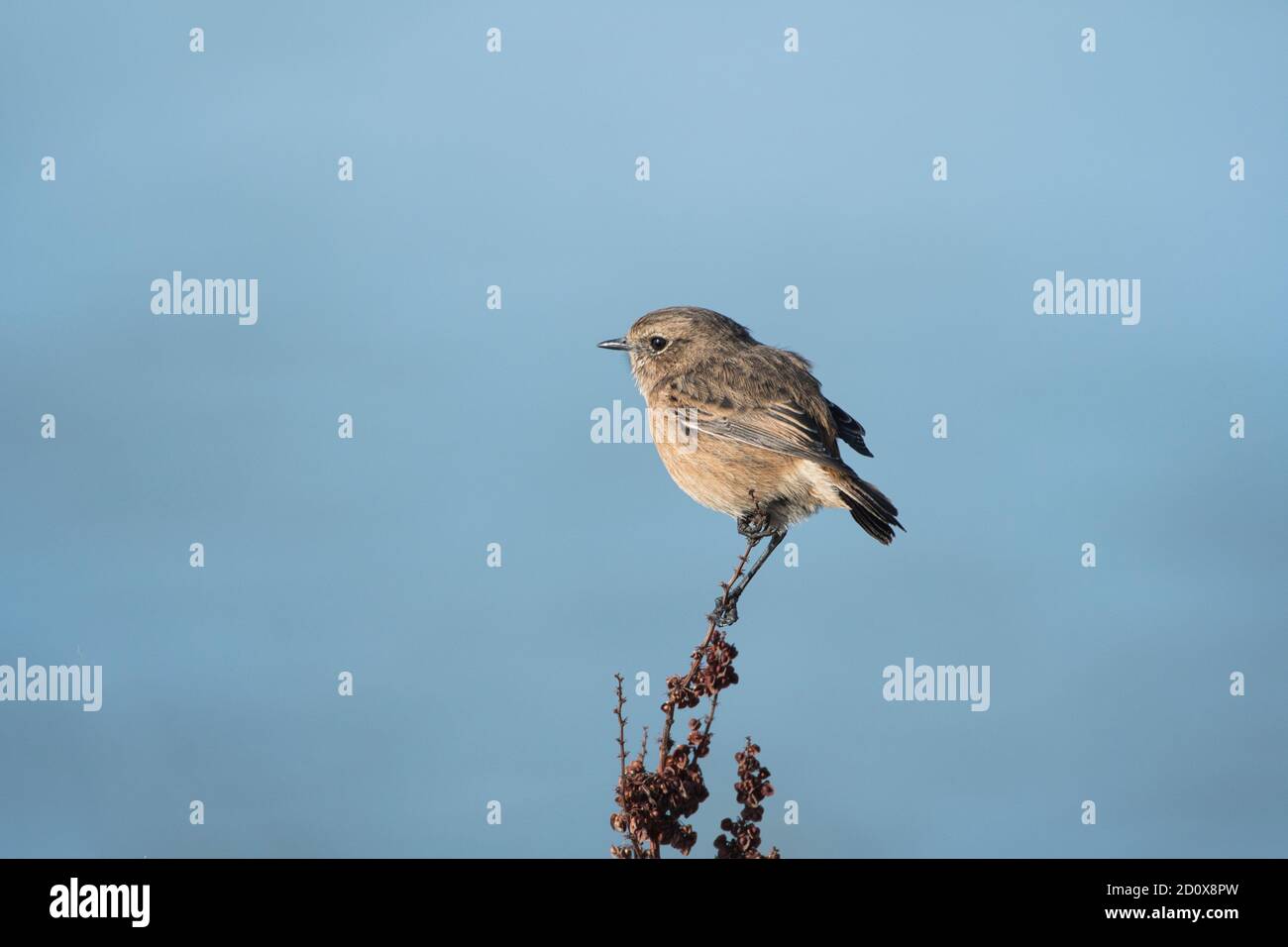 Un stonechat (Saxicola torquatus) de premier hiver ou immature Banque D'Images