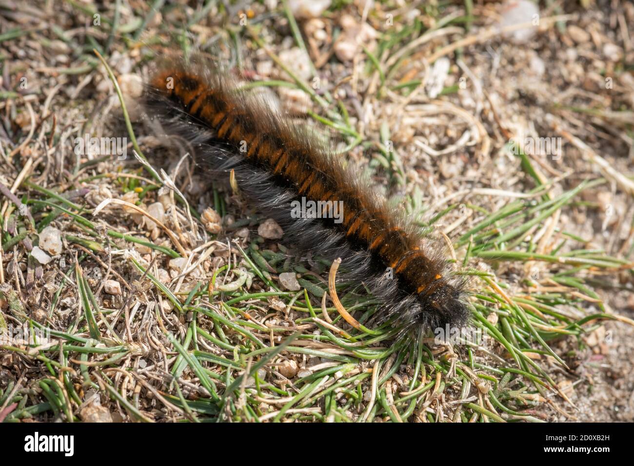 Fox Moth Caterpillar, Macrothylacia rubi à Jersey, îles Anglo-Normandes. Sur l'herbe. Banque D'Images