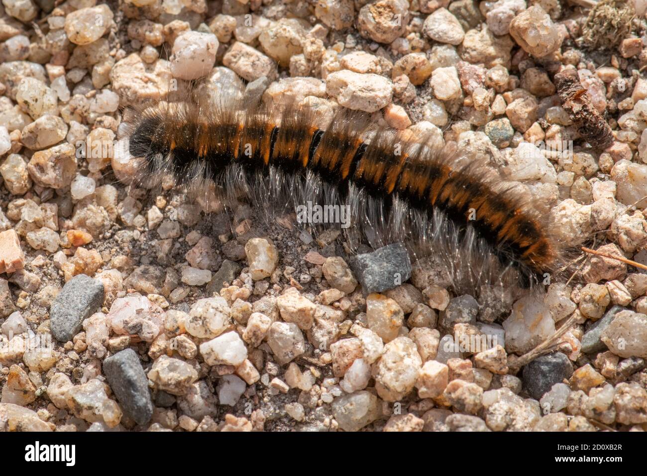 Fox Moth Caterpillar, Macrothylacia rubi à Jersey, îles Anglo-Normandes. Sur gravier. Banque D'Images