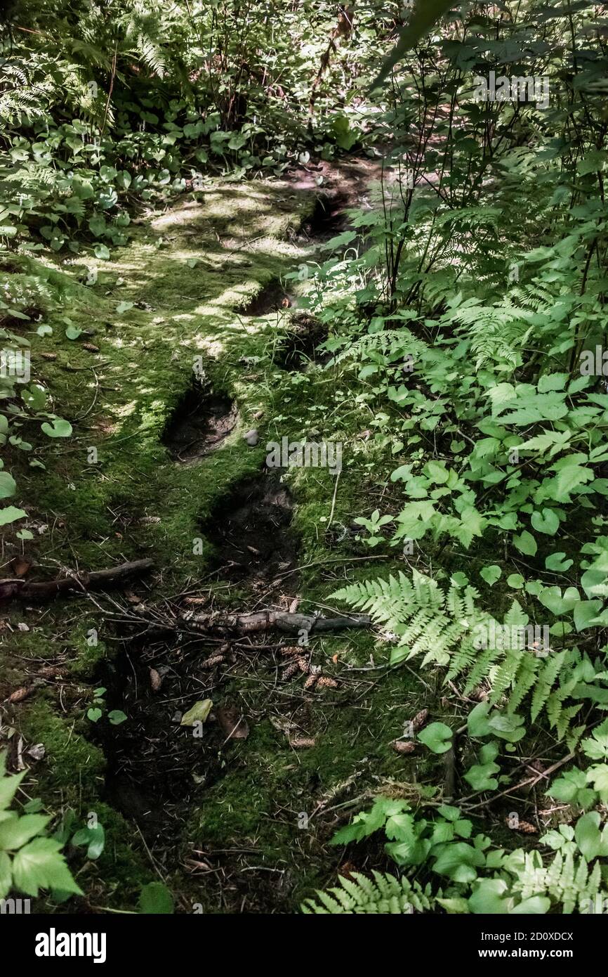 Le grizzli « sentier des requins » sur le chemin d'un arbre à friction, Khutzeymateen, C.-B. Banque D'Images