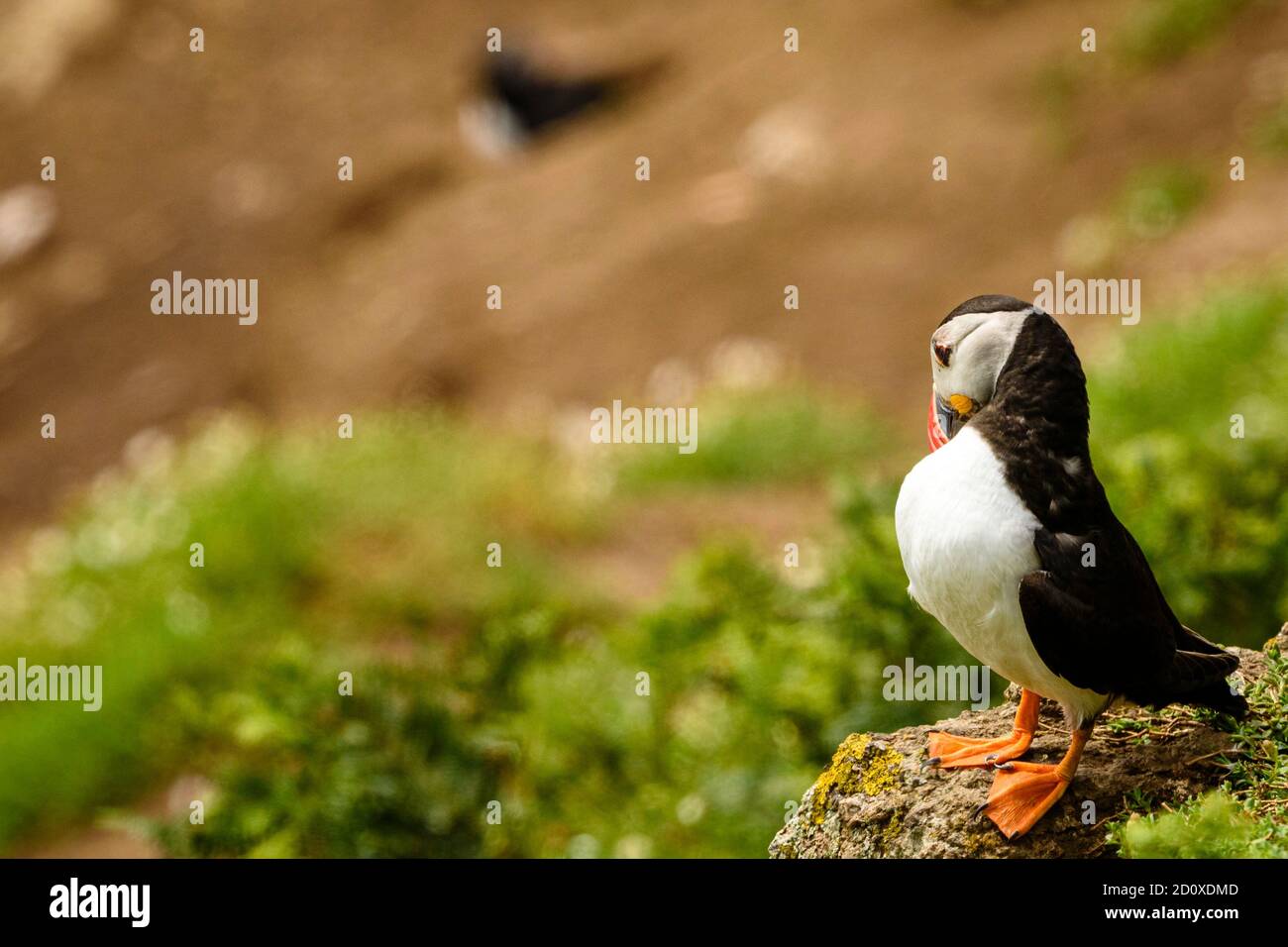 Skomer Island Puffins nichant et interagissant avec leurs copains sur l'île Skomer, Pembrokeshire, la plus grande colonie de macareux du sud du Royaume-Uni. Banque D'Images