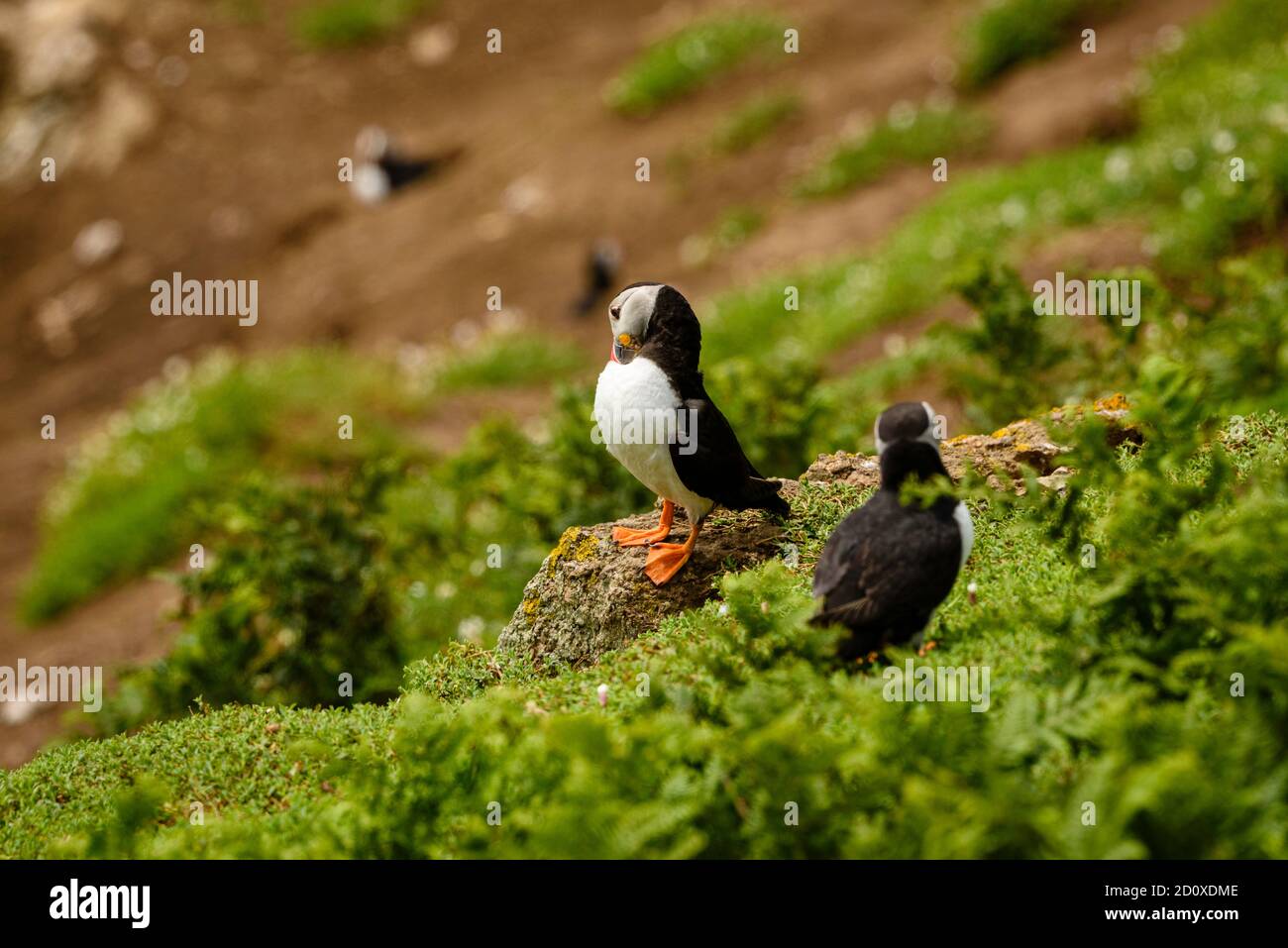 Skomer Island Puffins nichant et interagissant avec leurs copains sur l'île Skomer, Pembrokeshire, la plus grande colonie de macareux du sud du Royaume-Uni. Banque D'Images
