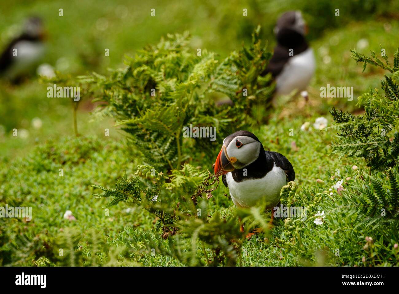 Skomer Island Puffins nichant et interagissant avec leurs copains sur l'île Skomer, Pembrokeshire, la plus grande colonie de macareux du sud du Royaume-Uni. Banque D'Images