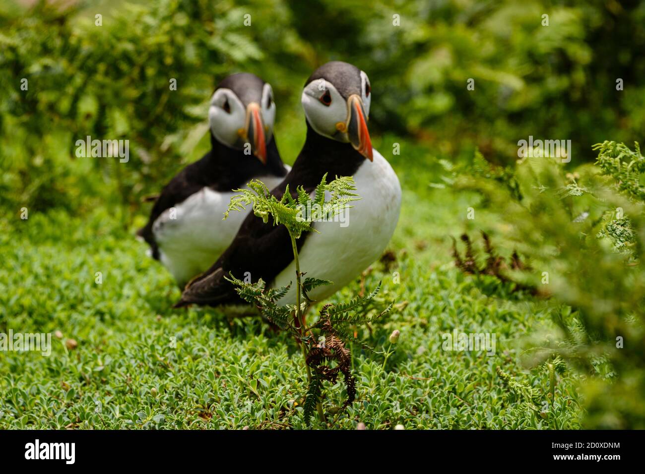 Skomer Island Puffins nichant et interagissant avec leurs copains sur l'île Skomer, Pembrokeshire, la plus grande colonie de macareux du sud du Royaume-Uni. Banque D'Images